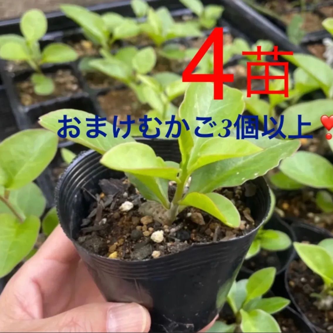 ①「 おかわかめ 」の 苗 ３株【 野菜 苗 】 オカワカメ 雲南百薬