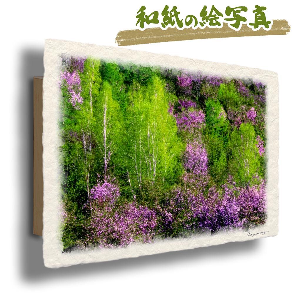 和紙の絵写真 「山桜の中の新緑の白樺」 パネル付き 48x33cm 絵画