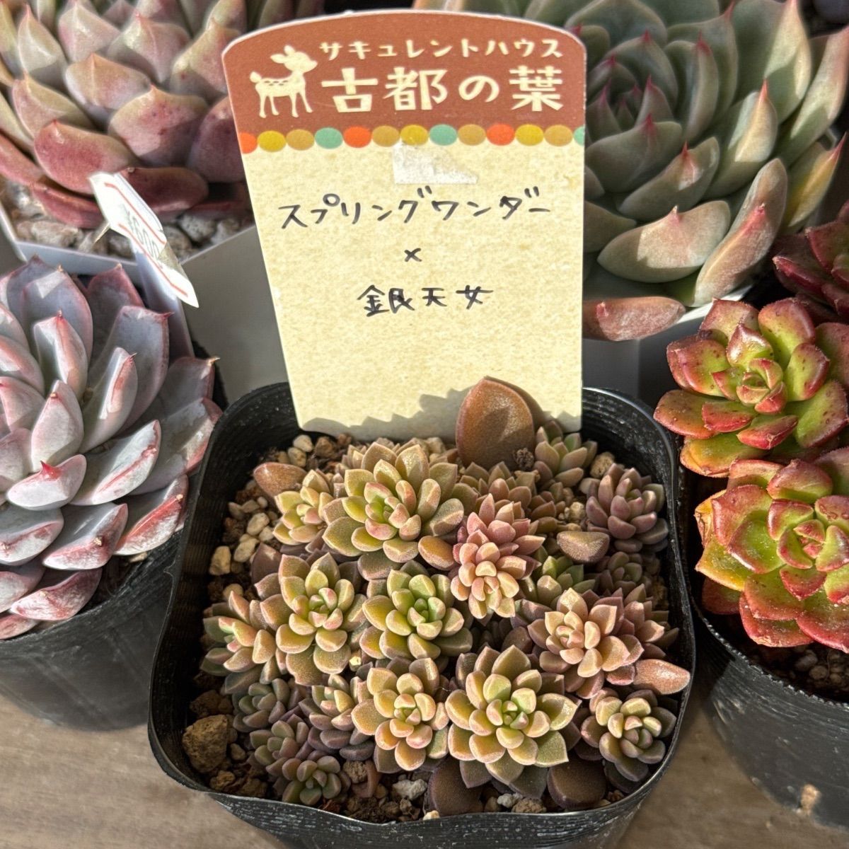⭐︎古都の葉 スプリングワンダー×銀天女 札付き⭐︎ 古都の葉 ⭐︎古都の葉 スプリングワンダー×銀天女 札付き⭐︎ 古都の葉