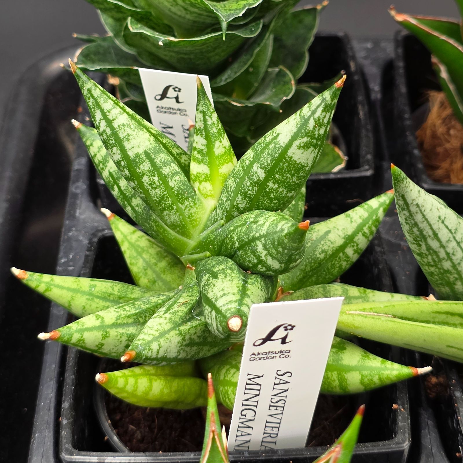 t*a様 S9285★オークション販売★サンスベリア 大量19株セット！希少種！ S9285☆オークション販売☆サンスベリア 大量19株セット！希少種