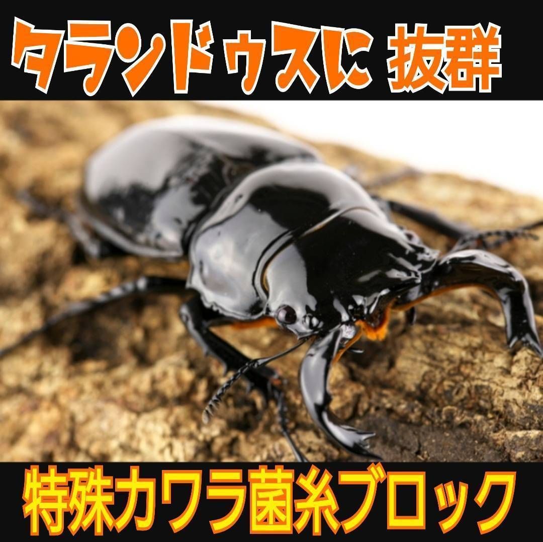 昆虫用品 極上！カワラタケ菌糸【6ブロック】初菌で作成！オウゴンオニ