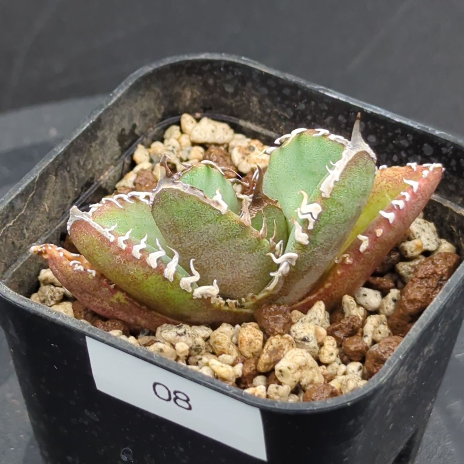 アガベ チタノタ 南アフリカダイヤモンド SAD 子株（Agave titanota