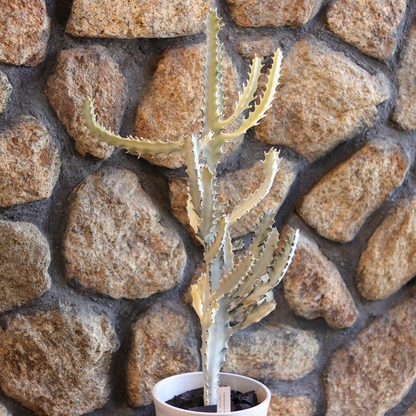 個性派フォルムが魅力のフィカスウンベラータ1・曲げ太幹気根仕立て