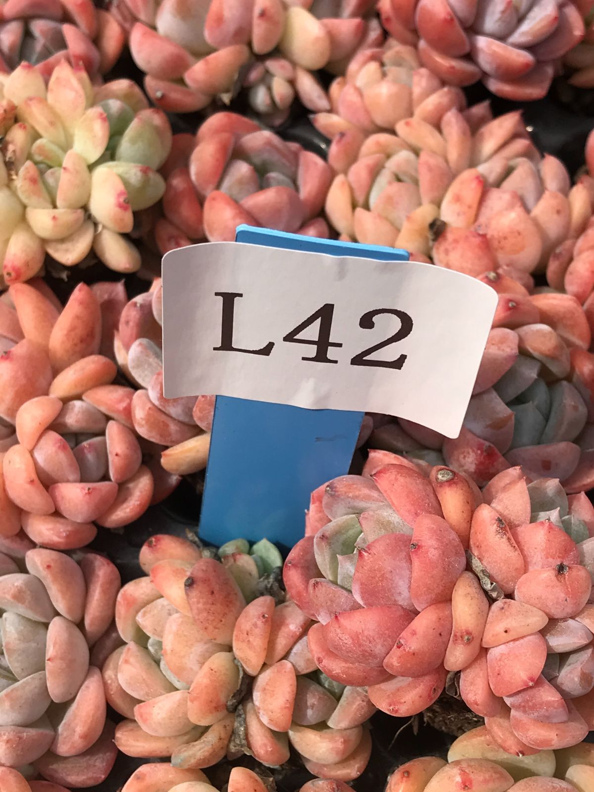 厚い夢 L42-1×105苗セット 多肉植物 エケベリア 韓国苗 新入荷 多肉