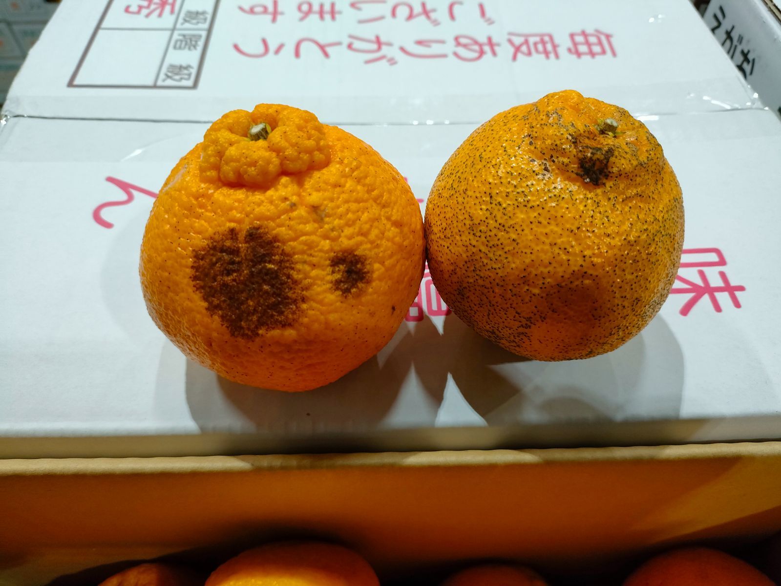 のサムネイル