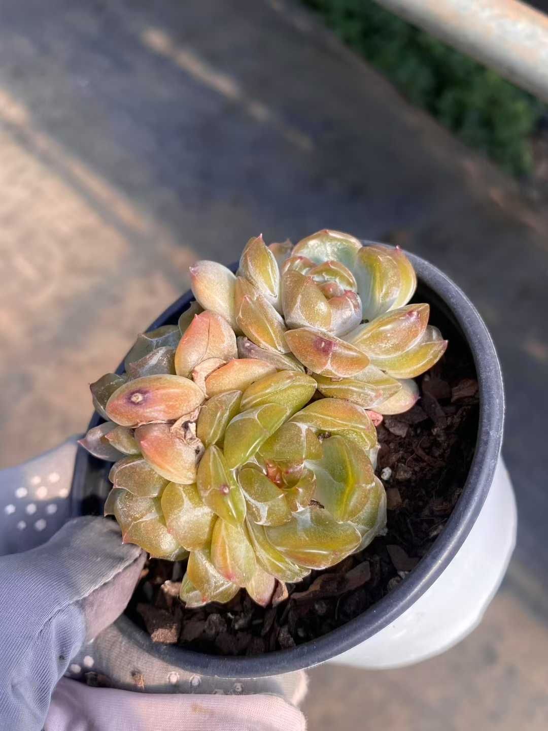 18株の抜き苗セット ピンク恋人 多肉植物 佐川急便発送 エケベリア 韓国苗 MY415 WWW_GEBZETESISAT_COM_TR