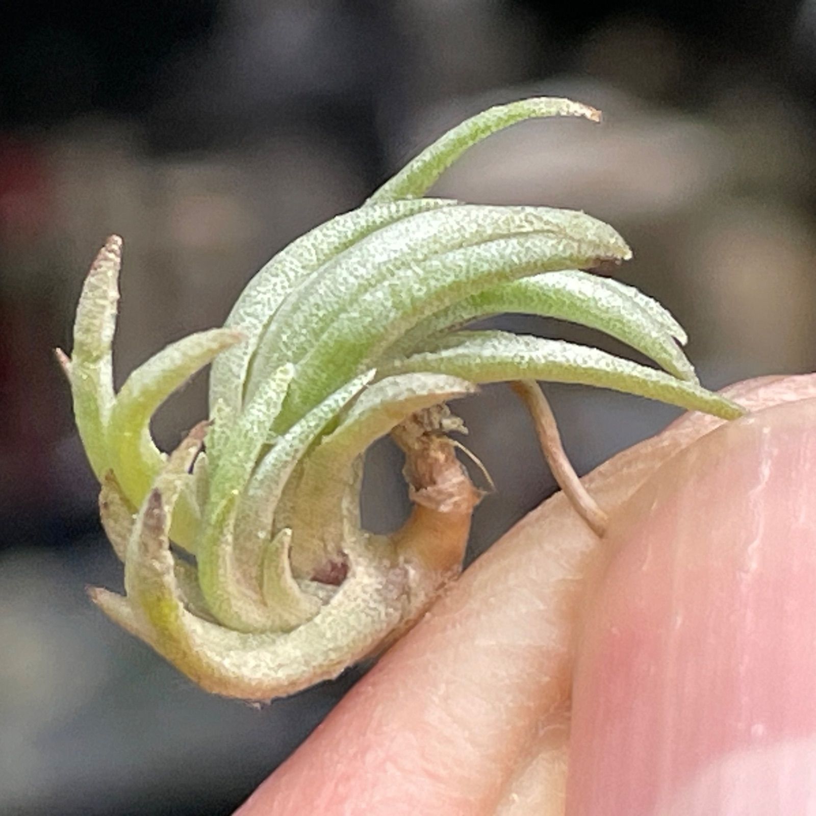 チランジア ペイラノイ Tillandsia peiranoi＊エアプランツ