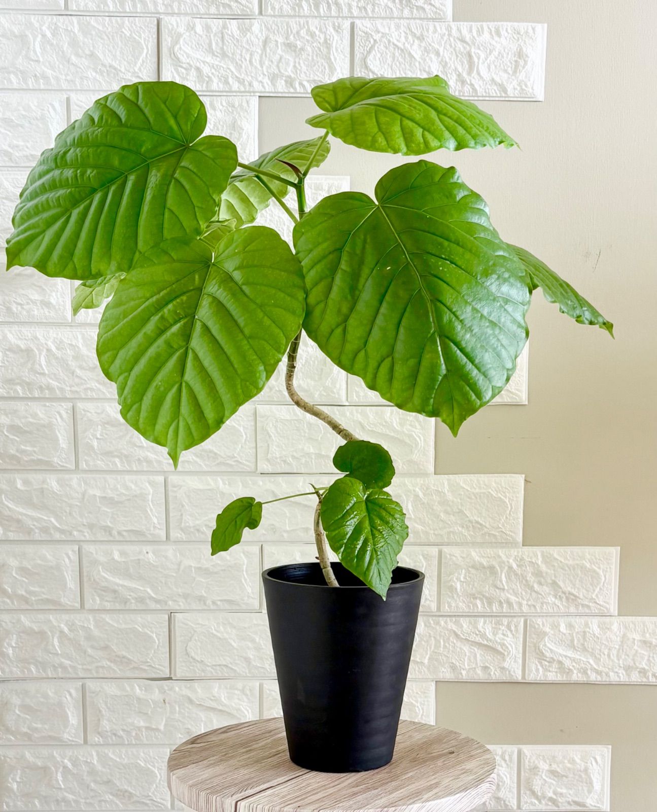 フィカスウンベラータ⭐️曲がり