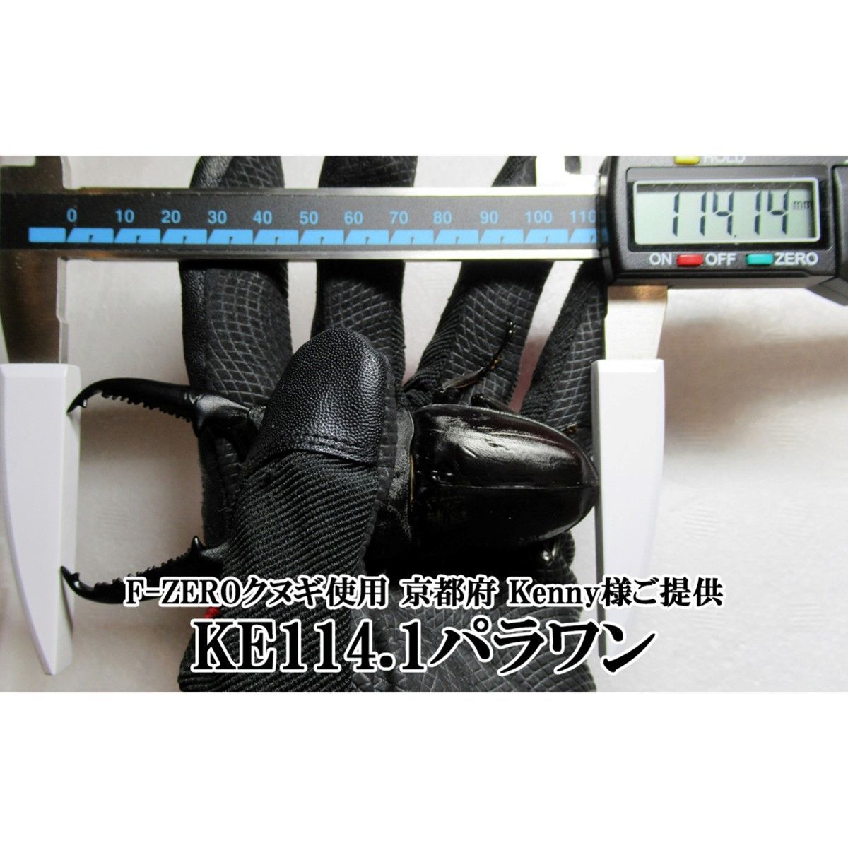 ギネス7冠 パラワンオオヒラタ114.1mm【DDA】F-ZERO 菌糸 3200ボトル 6