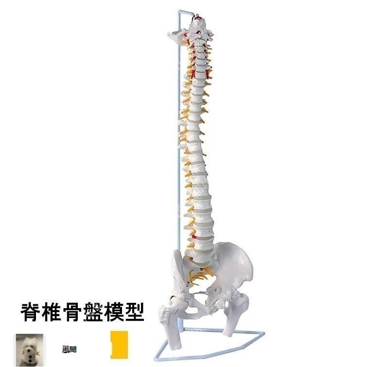 脊椎模型 楽天市場】人体模型 脊椎骨盤模型 脊柱 脊髄 脊椎模型 脊椎骨