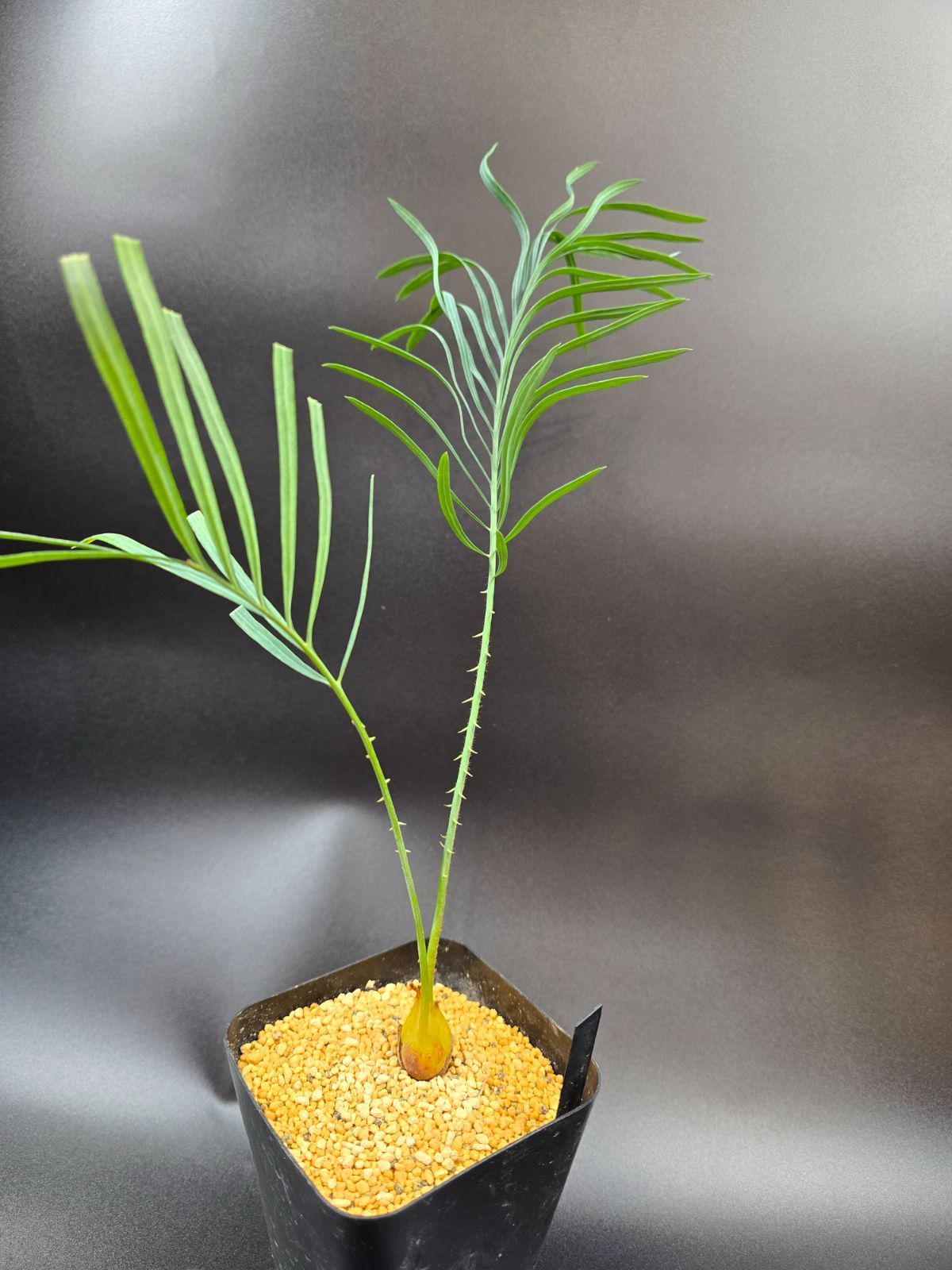 cycas cairnsiana（サイカス　カイルンシアナ）１株　実生 Amazon.co.jp: サイカス カイルンシアナ 種子 果肉付き5粒cycas