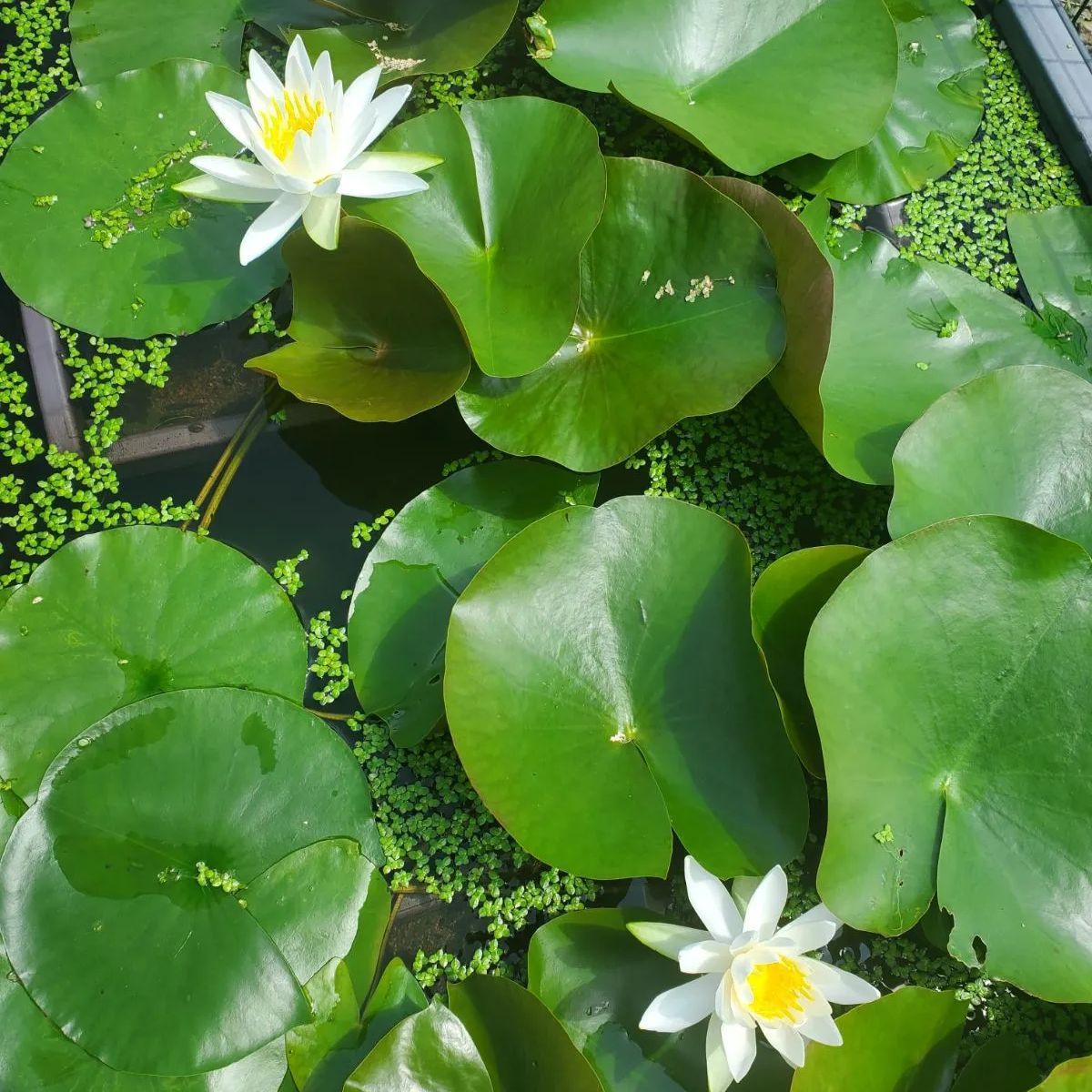 ❊耐寒性睡蓮❊温帯睡蓮❊【品種不明白】茎約14cm - メルカリ