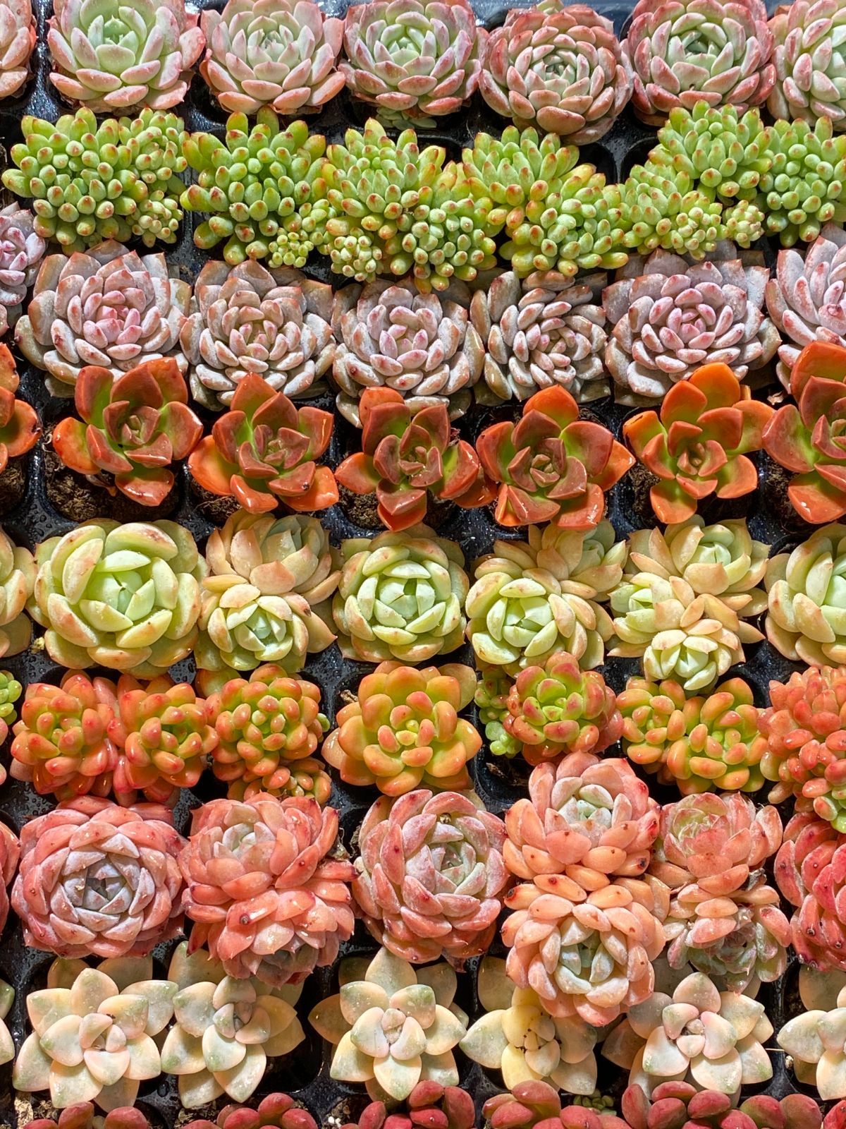 新入荷 15種類セット H234×105苗 土付き 詰め合わせ 多肉植物 15種類の土と根付き105苗セット】多肉植物の大満足パック！佐川