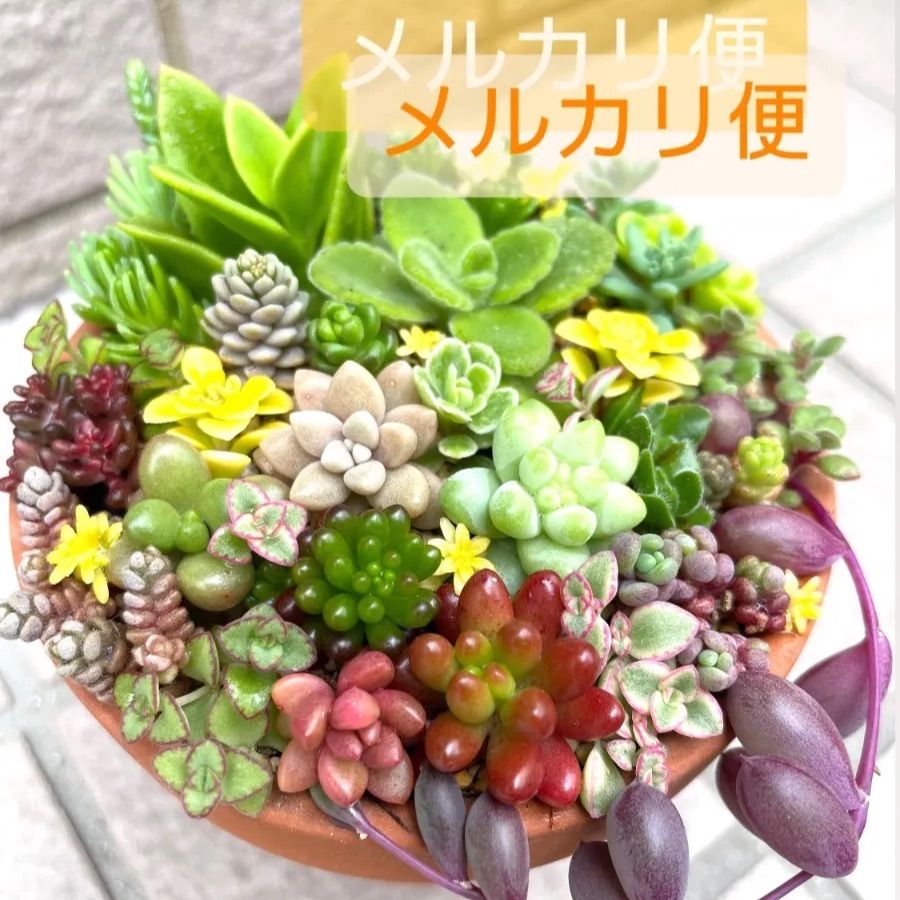 ☆ちま寄せ☆レアセダム☆多肉植物寄せ植えセット☆カット苗詰め合わせ☆ちまちま好き☆つぶつぶ多肉☆セダムカット苗☆クラッスラカット苗 - メルカリ