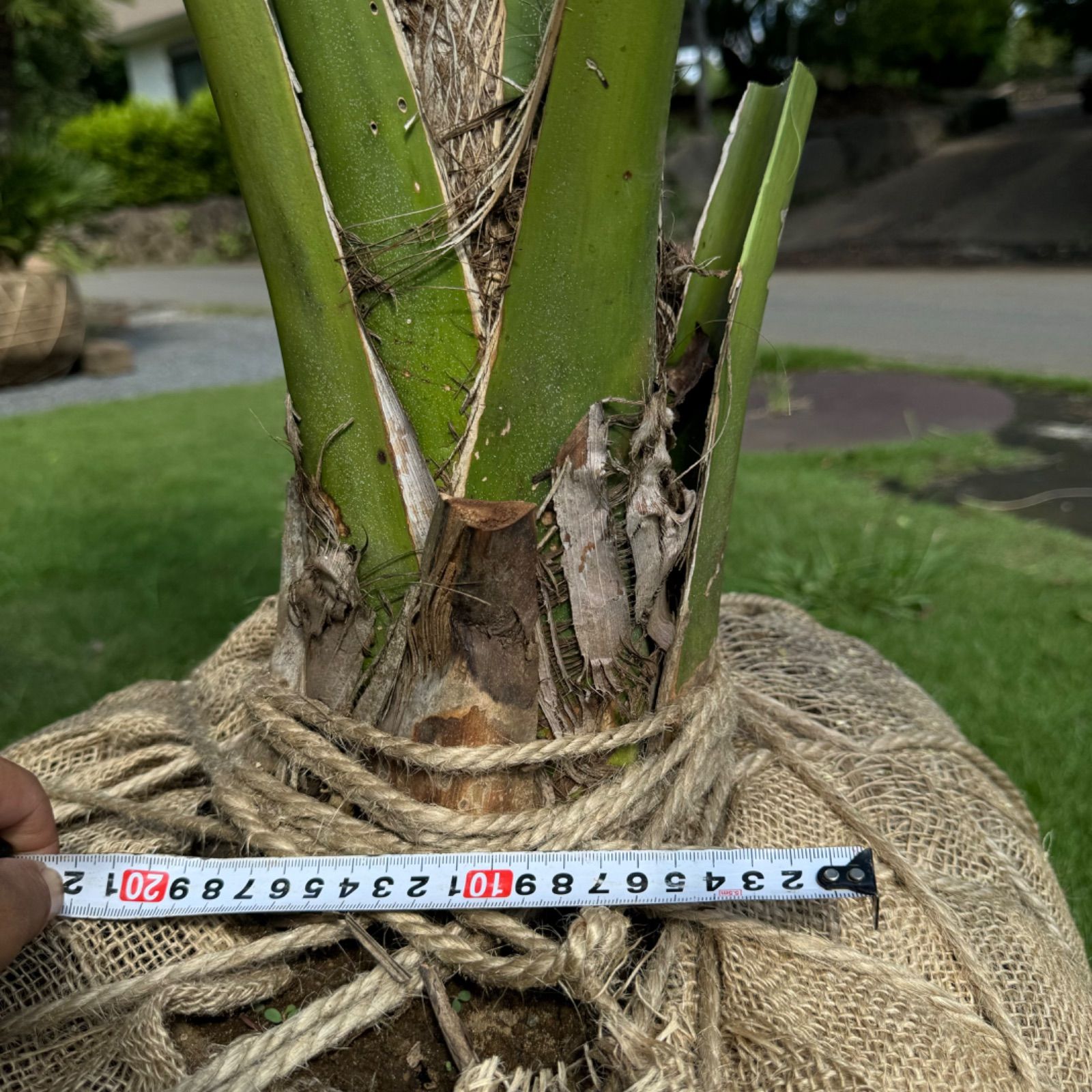 期間限定価格　希少　オニサバル　サバル　カウシアルム　サバルヤシ 期間限定価格 希少 オニサバル サバル カウシアルム サバルヤシ