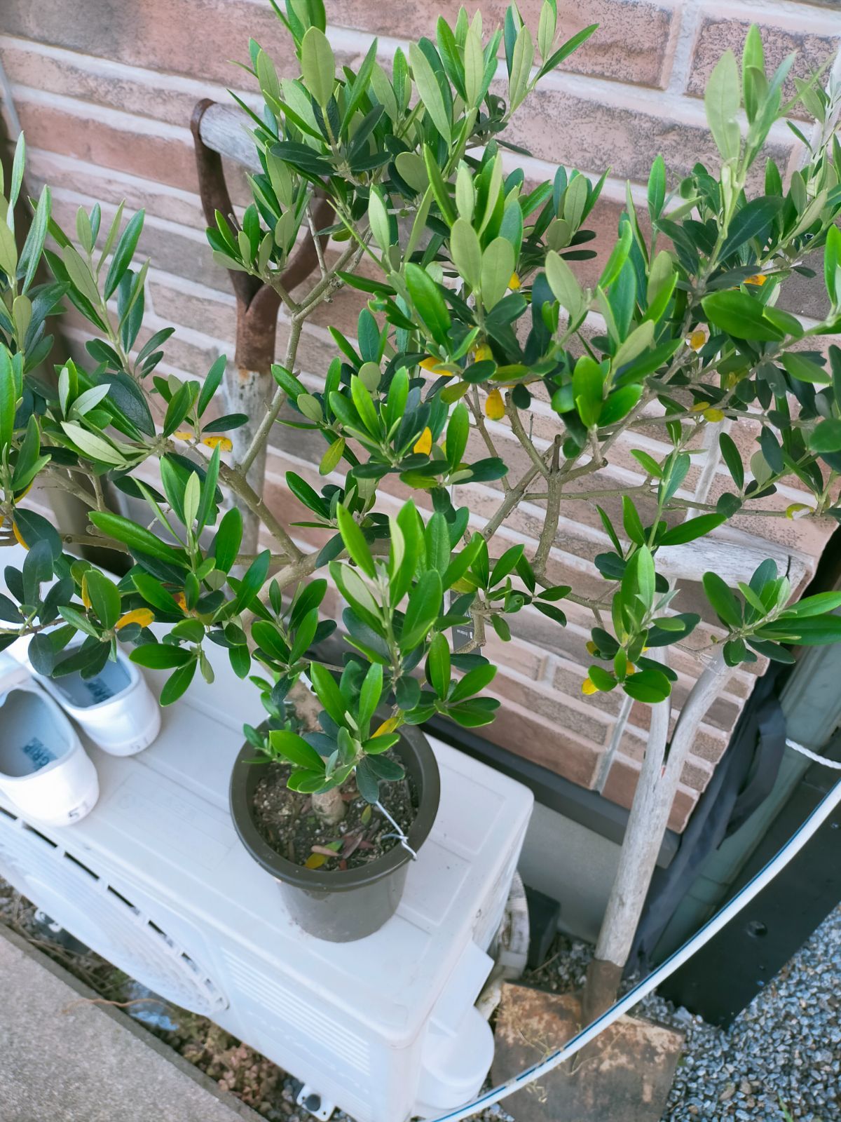 ⑬　オリーブの木souju　『マンザニロ』　6号　最高等級極上品‼️ ⑬ オリーブの木souju 『マンザニロ』 6号 最高等級極上品