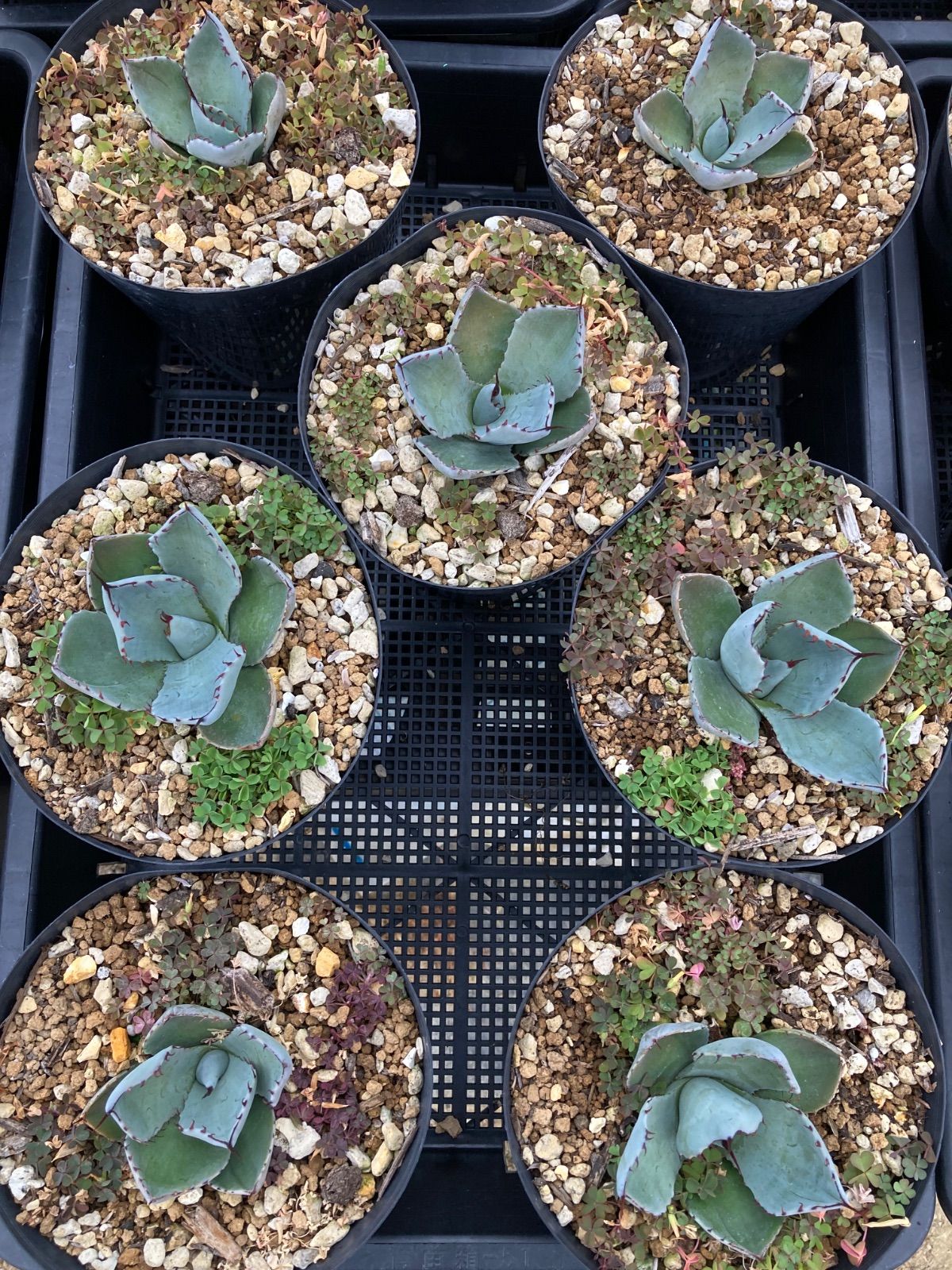 アガベ パリー トランカータ 7株セット アガベ パリー・トランカータ