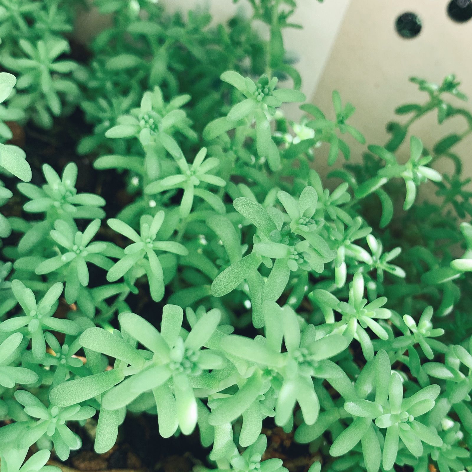 多肉植物 おおき セダム ミルキーウェイ 画像に写ってる所カットします 