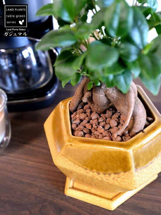 ガジュマル（幹太） 黄色 ポリゴン型 多角形 陶器鉢 【ハイドロ・受皿