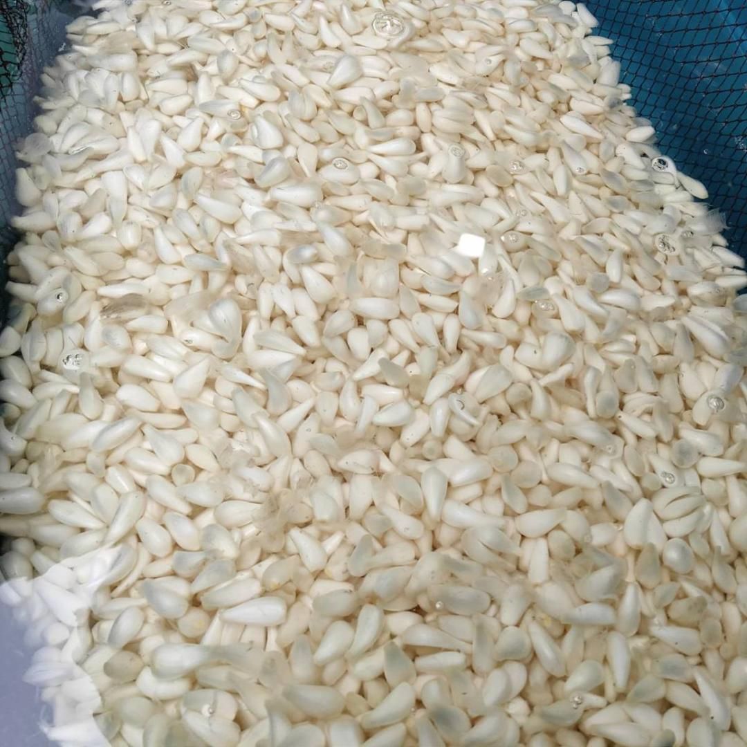 農薬：栽培期間中不使用】砂丘らっきょう 10kg 洗いらっきょう 鳥取