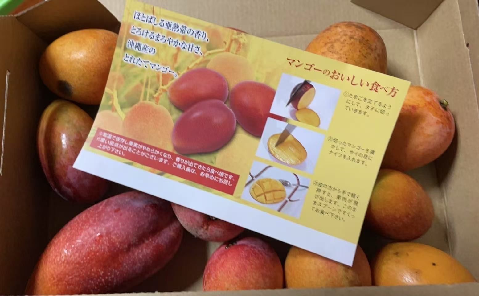 摘果マンゴー　10kg クール便発送！ クール便】果物 フルーツ ミニマンゴー 1kg 産地発送 訳あり