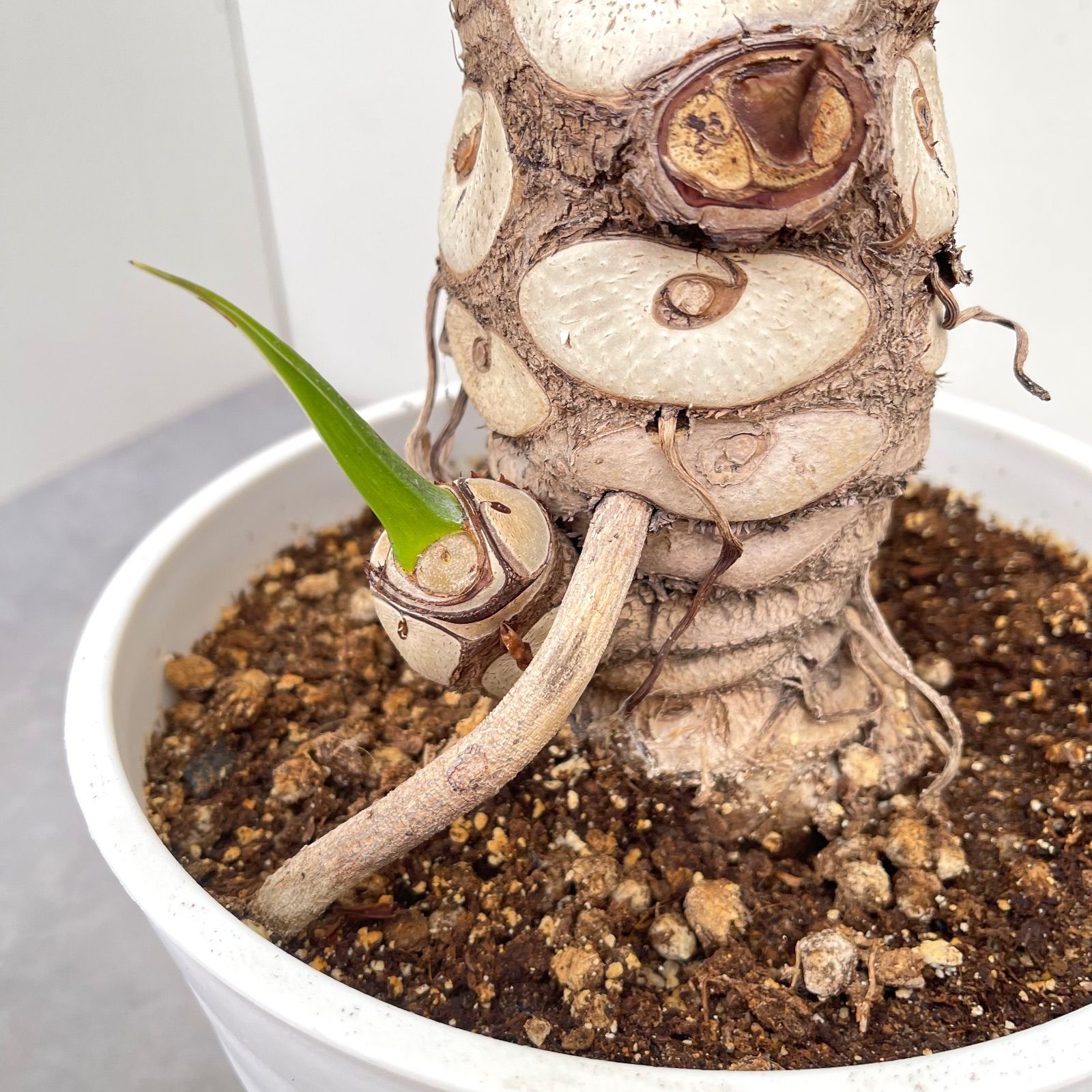 フィロデンドロン セローム 根上がり 6【現品】観葉植物 室内 大型