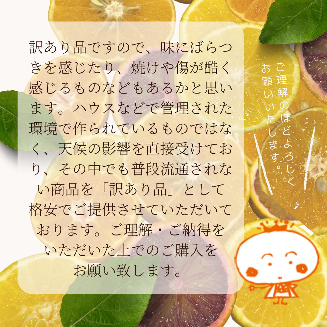 【訳あり】河内晩柑　みしょうゴールド　１０ｋｇ