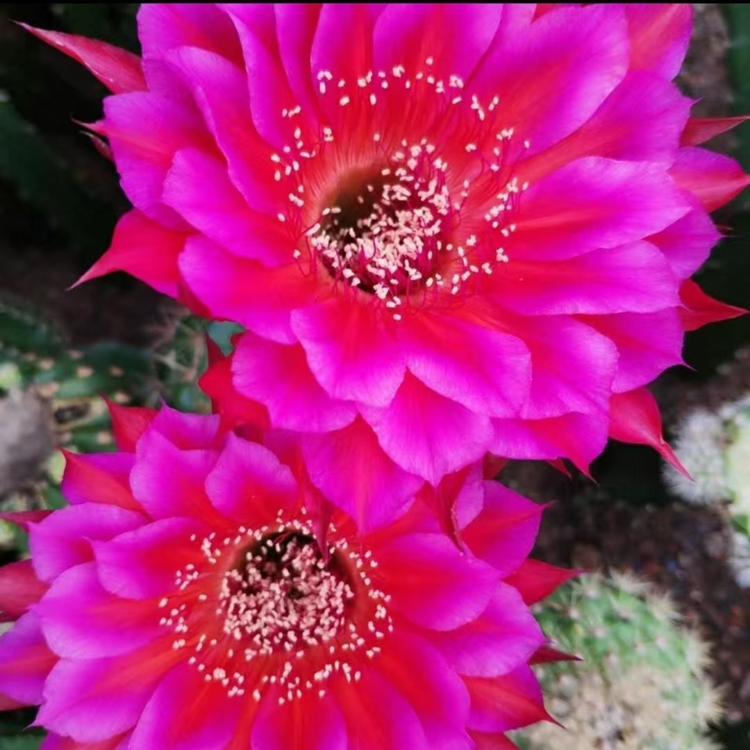 【YU】花サボテン【ロビビア】カキコ_Y9_845 花サボテン【ロビビア】カキコ_M03_989 - メルカリ