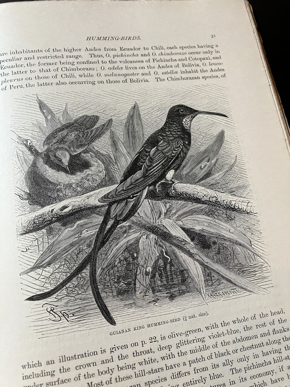 19世紀にイギリス 出版 鳥に関する自然史の書籍 アンティーク古書 19世紀にイギリス 出版 鳥に関する自然史の書籍 アンティーク