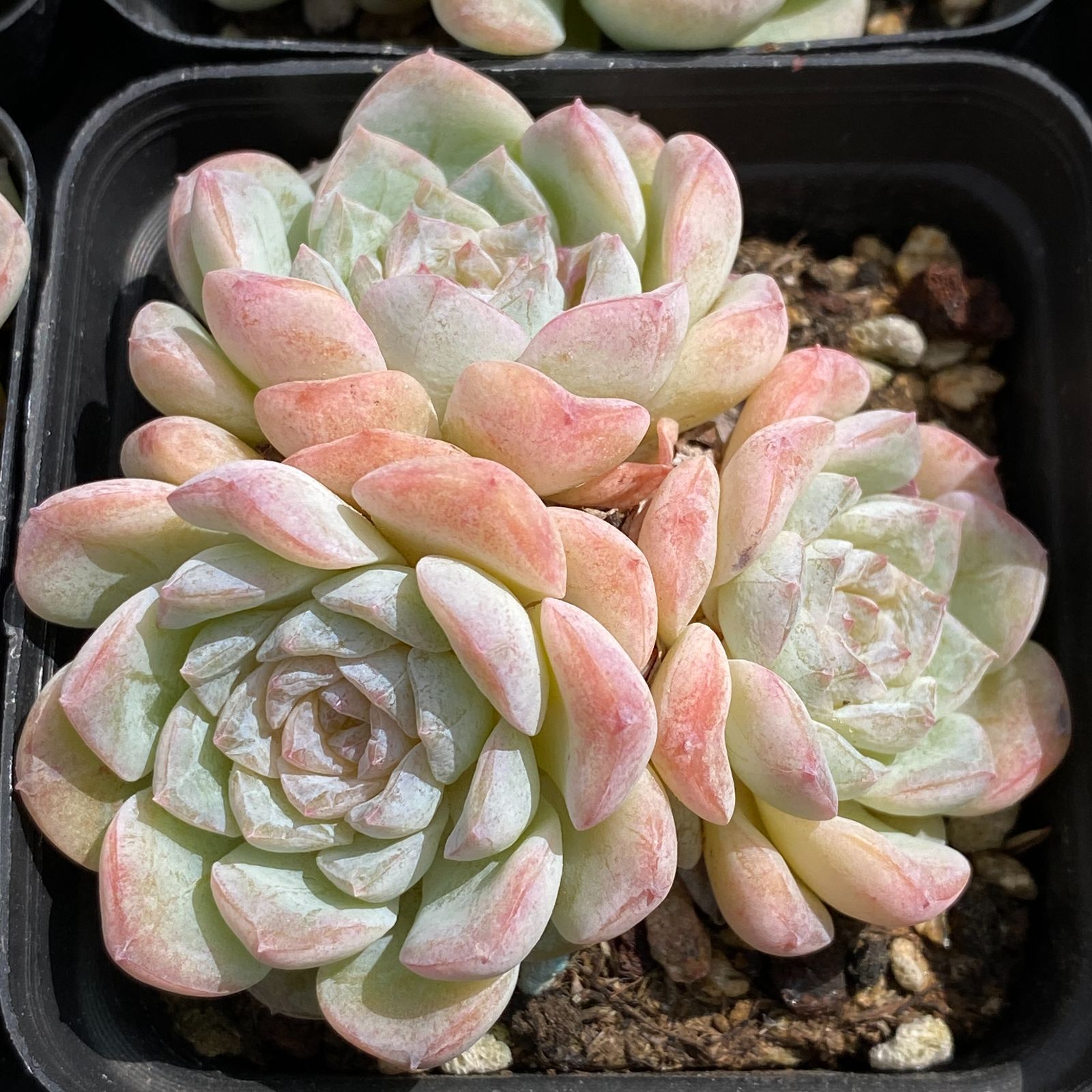 54株抜き苗セット】アイスハート(2頭～3頭) 群生 多肉植物 佐川急便