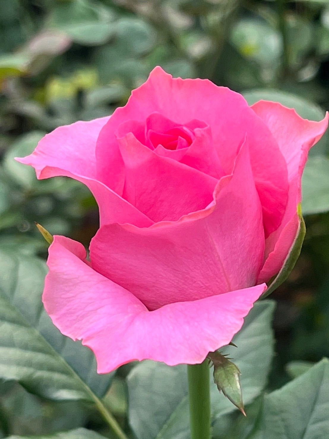 バラ（切り花 ・生花）フェリシタル（鮮やかなピンク色・濃いピンク