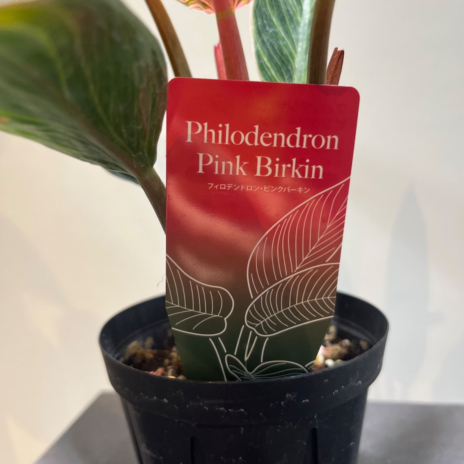 フィロデンドロン ピンクバーキン - メルカリ