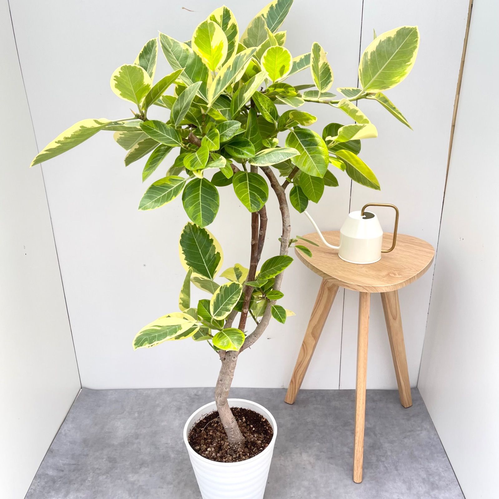 選抜 アロカシア アマゾニカピンク斑入り鉢のまま発送 メルカリ便 選抜