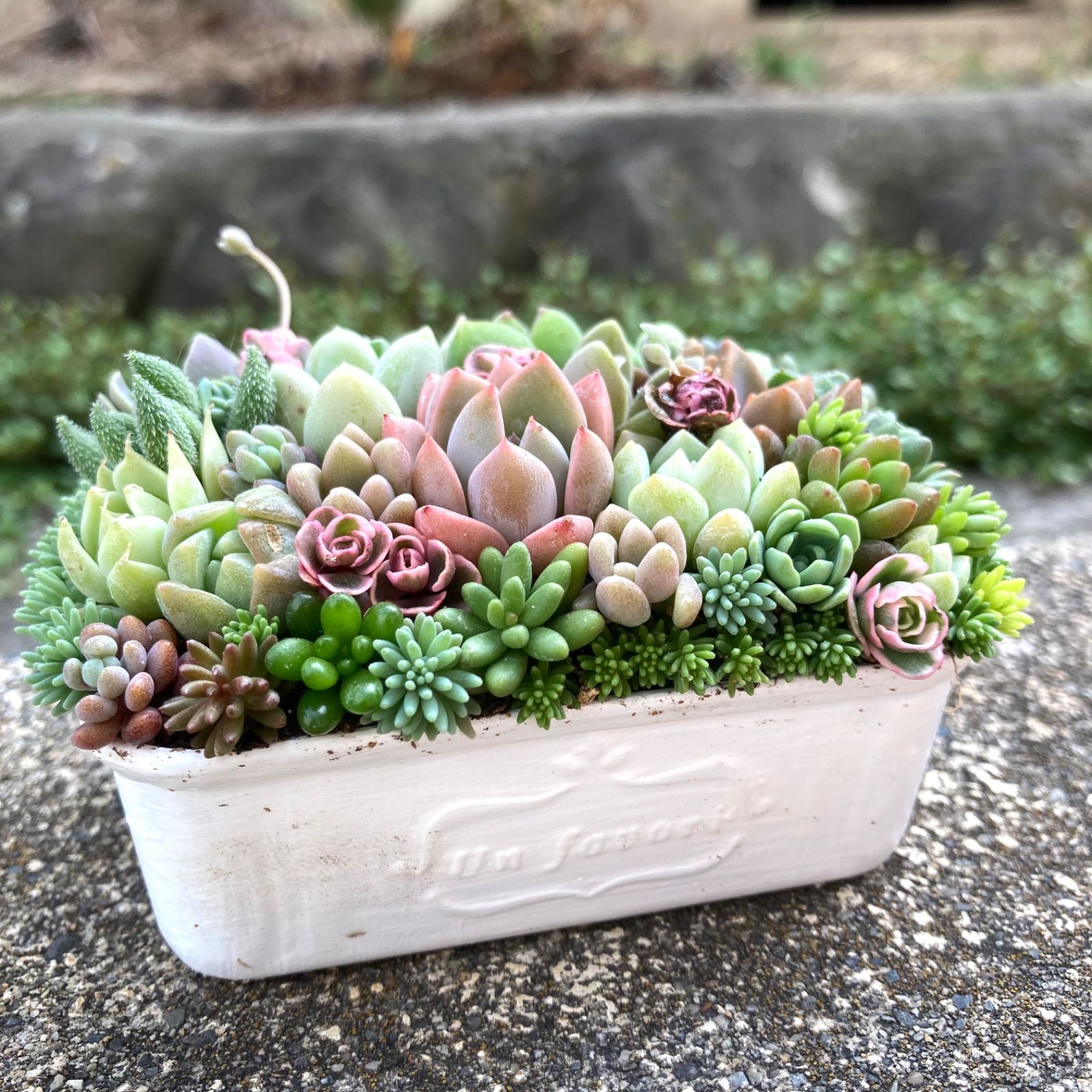 多肉植物の寄せ植え♡そのまま飾れる - フラワー/ガーデン 多肉植物の寄せ植え♡そのまま飾れる - フラワー/ガーデン