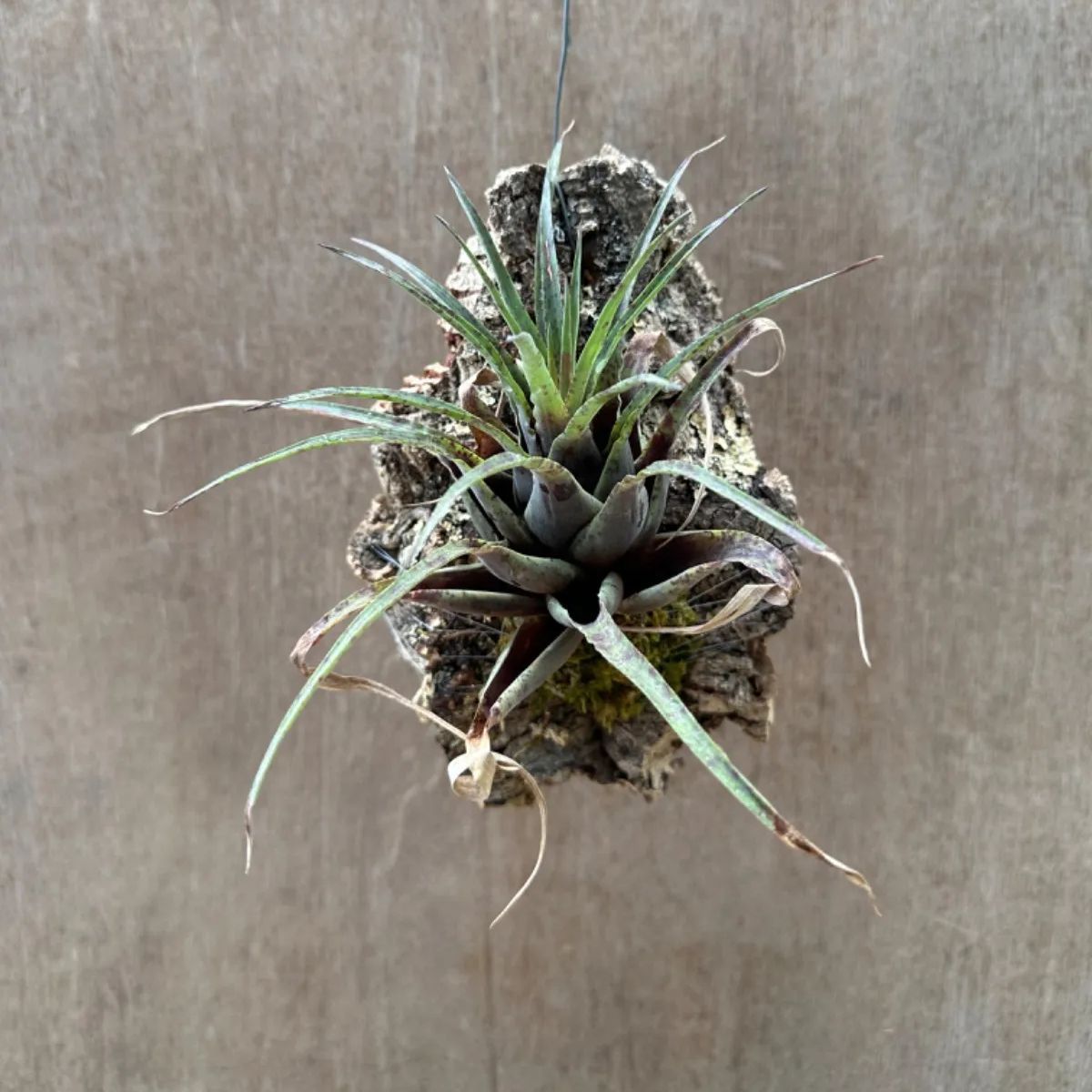 フリーセア フランメア コルク付 Vriesea flammea 現品 観葉植物 観葉