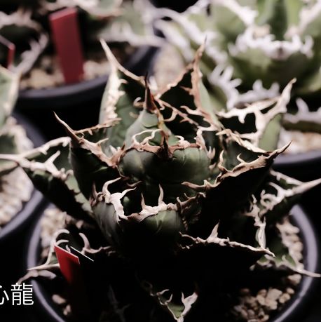 アガベ　チタノタ　包心龍　子株　台湾 アガベ チタノタ 包心龍 子株 | gsm1111