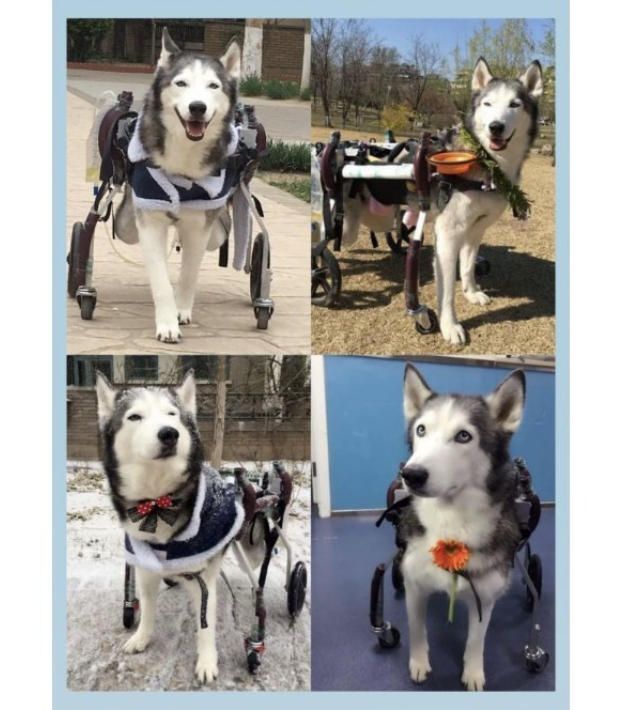 T.taro様専用 犬用車椅子 犬の歩行器 豆柴 歩行補助 犬の車いす シニア