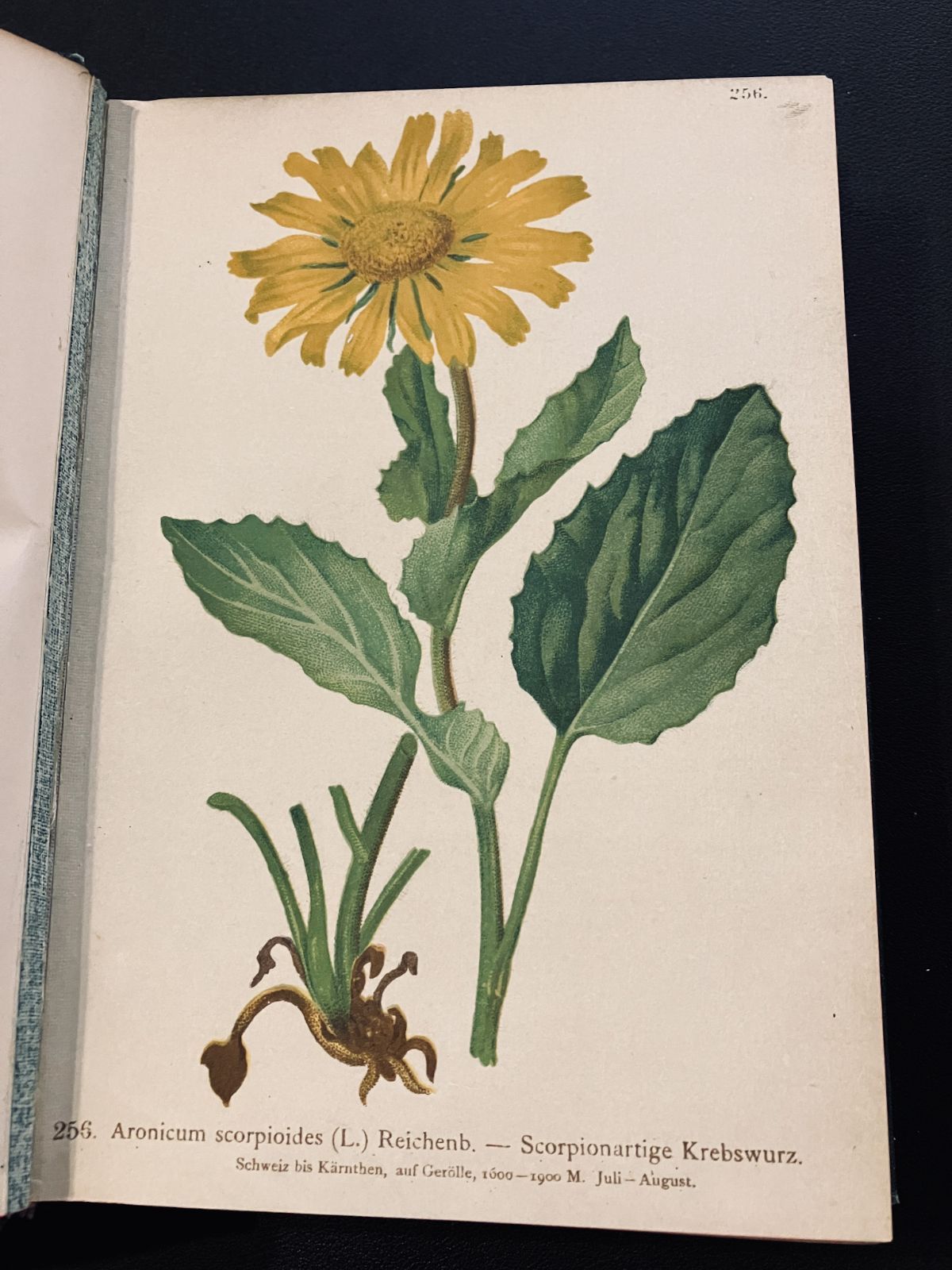 1887年の植物図鑑