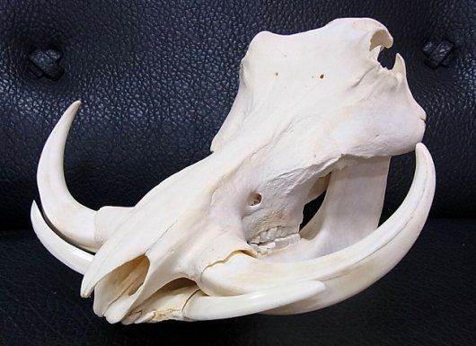 イボイノシシの老成獣の頭骨 アフリカ便！高品質 イボイノシシ 成獣の頭骨（XLサイズ）※捕獲