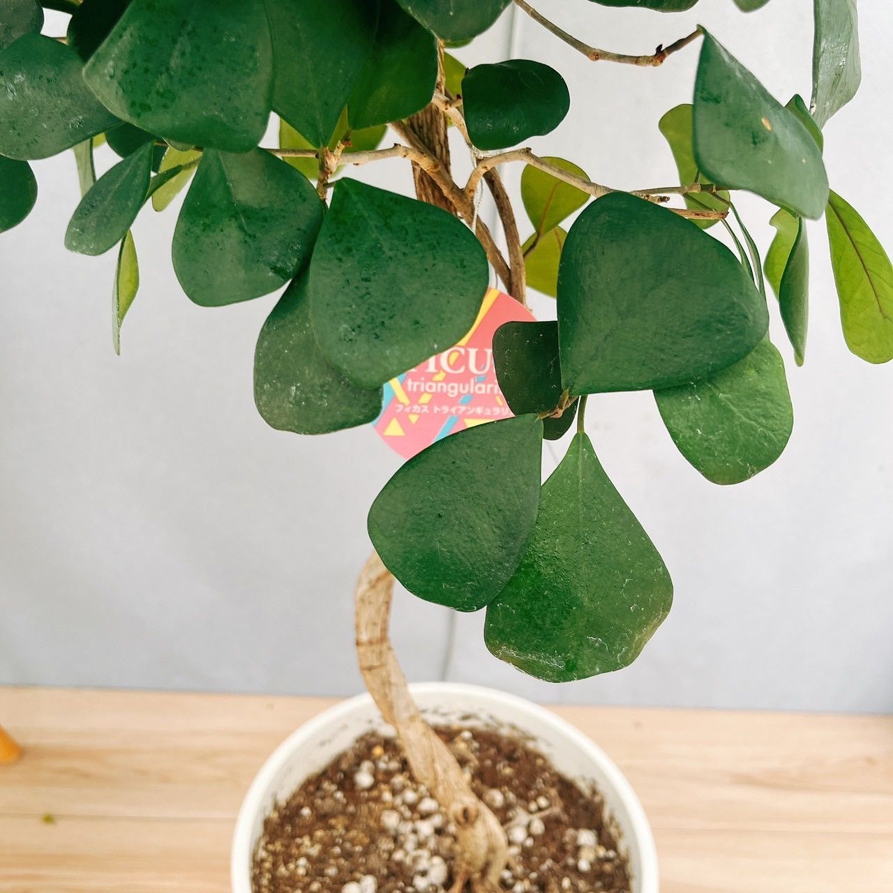 現品］【希少】87番 フィカス トライアンギュラリス 曲がり 8号 観葉