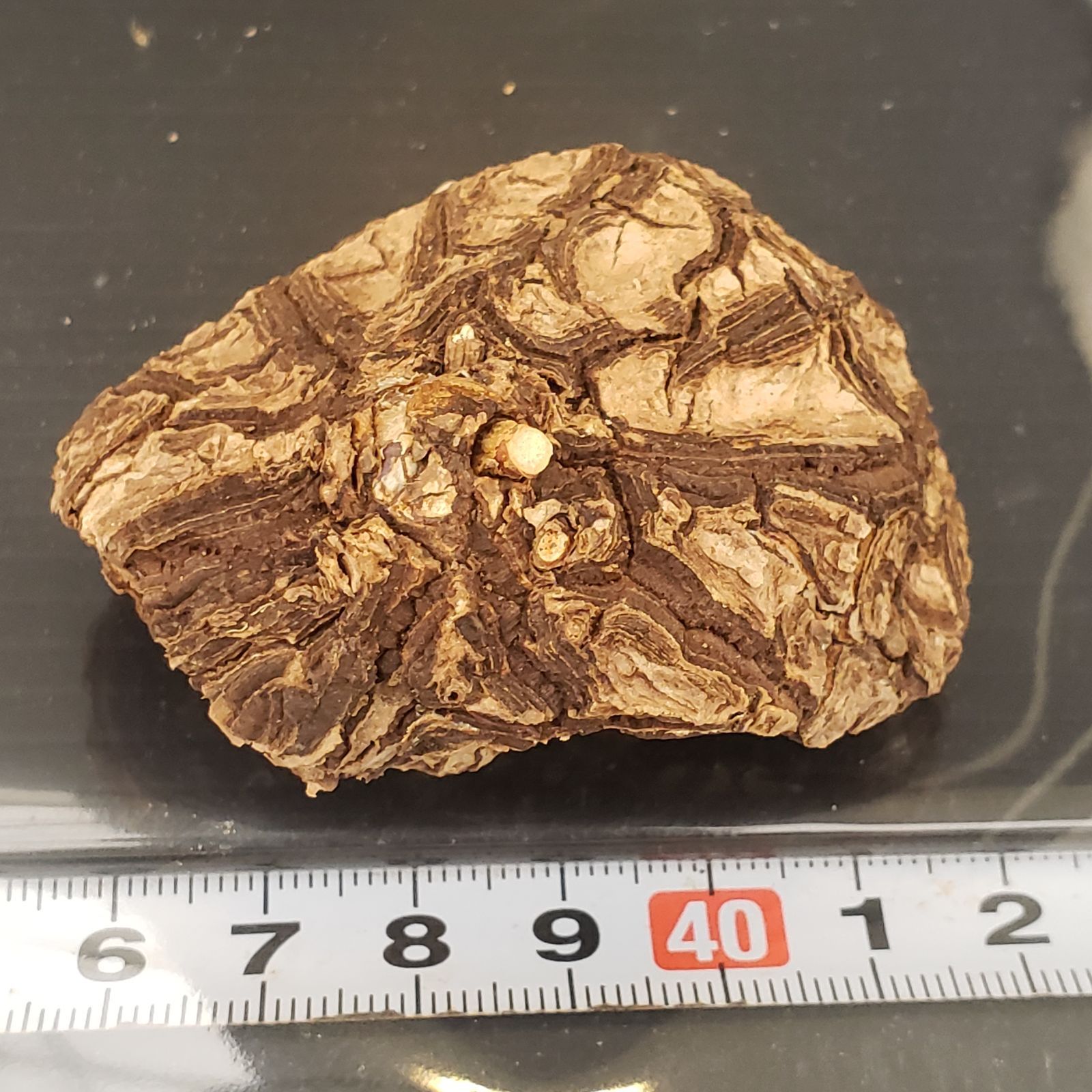 V405【最新到着】Dioscorea Mexicana メキシコ亀甲竜（現地球・抜き苗