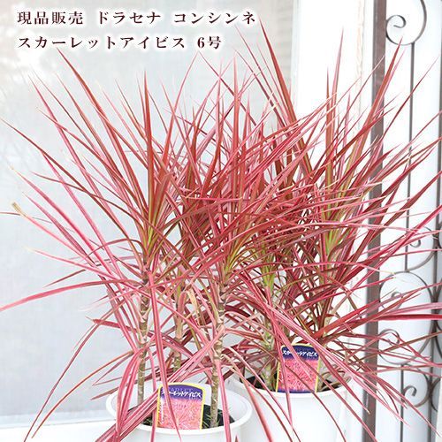 現品販売 観葉植物 ドラセナ コンシンネ スカーレットアイビス 6号 高さ63cm 植木 室内 インテリア - メルカリ