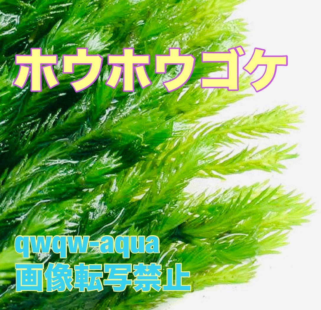 ホウオウゴケ10株ネコポス発送 - メルカリ