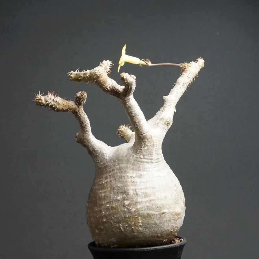 パキポディウム グラキリス 21 2020年播種 パキポディウムグラキリス