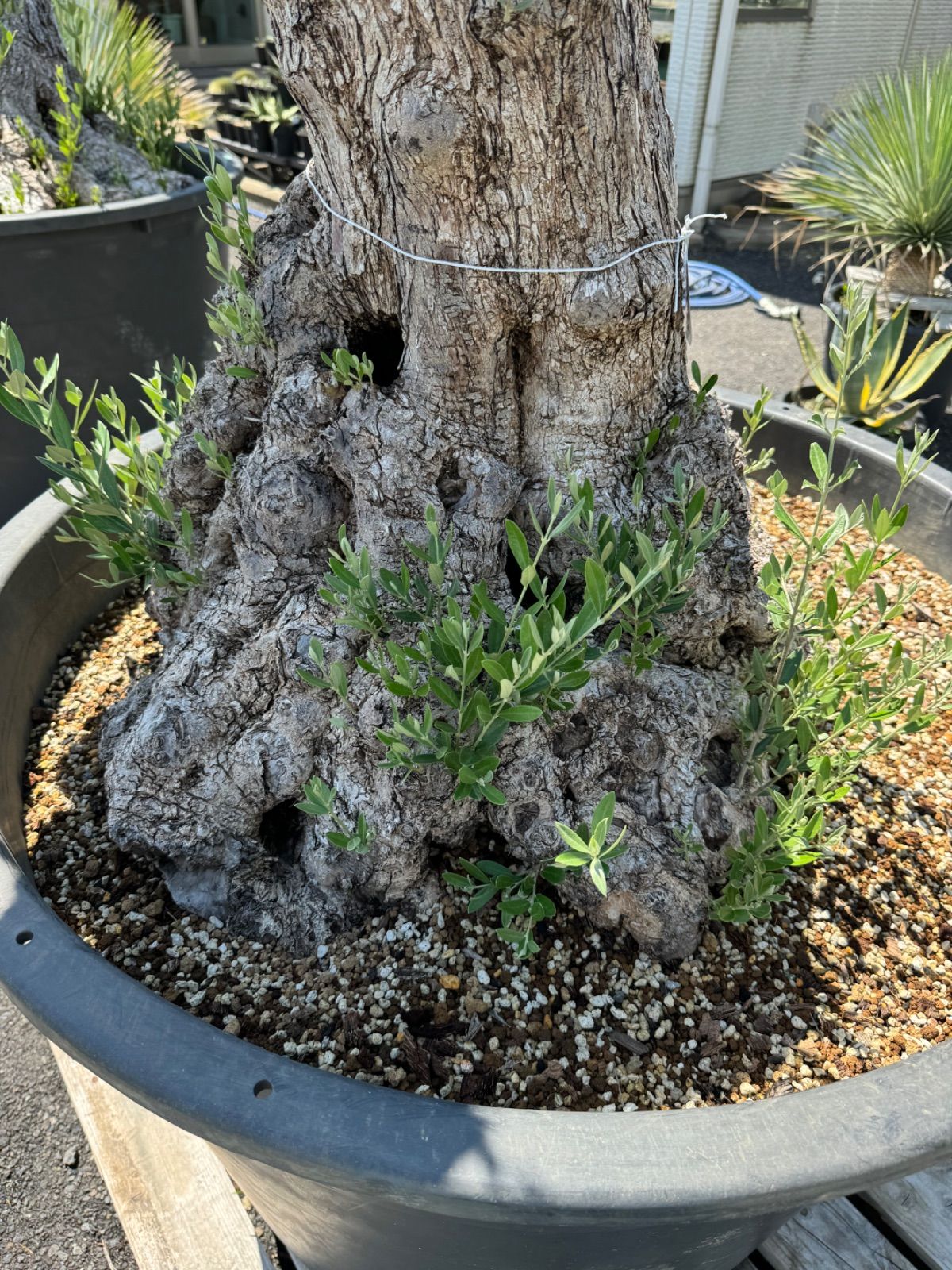 オリーブ古木 No.3 ロックガーデン ドライガーデン 南国植物 - メルカリ