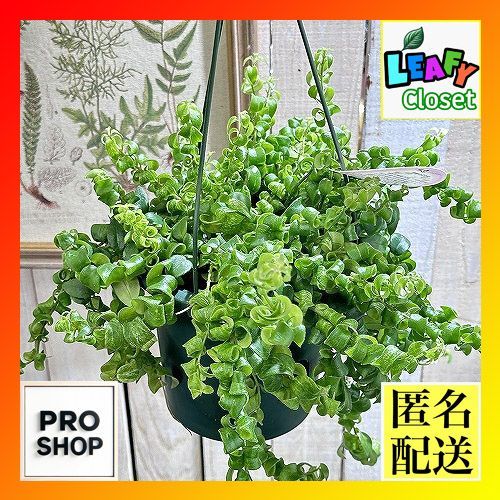 ［現品］R4 エスキナンサス　サンライズ　斑入り　5号　観葉植物　吊り下げ 現品］R4 エスキナンサス サンライズ 斑入り 5号 観葉植物 室内
