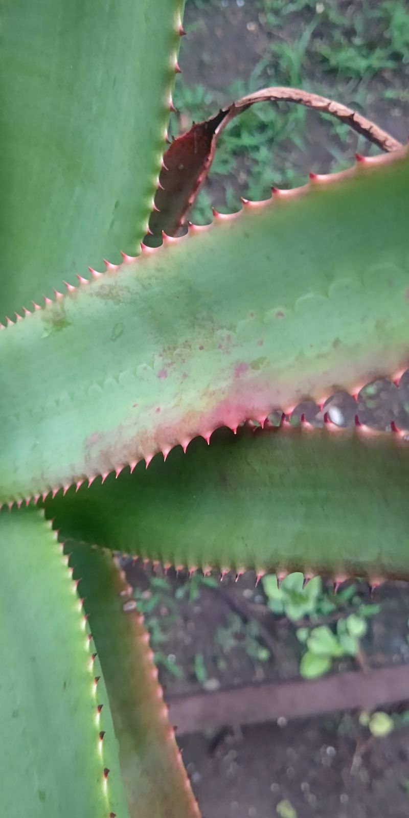 アロエルーペストリス(Aloe rupestris) （Aloe rupestris）