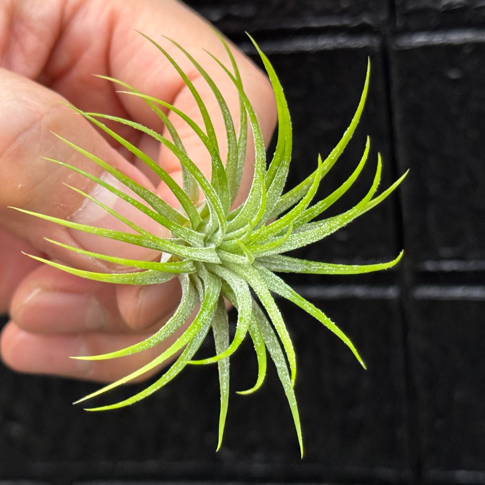 チランジア イオナンタ グリーン スノー Tillandsia ionantha green