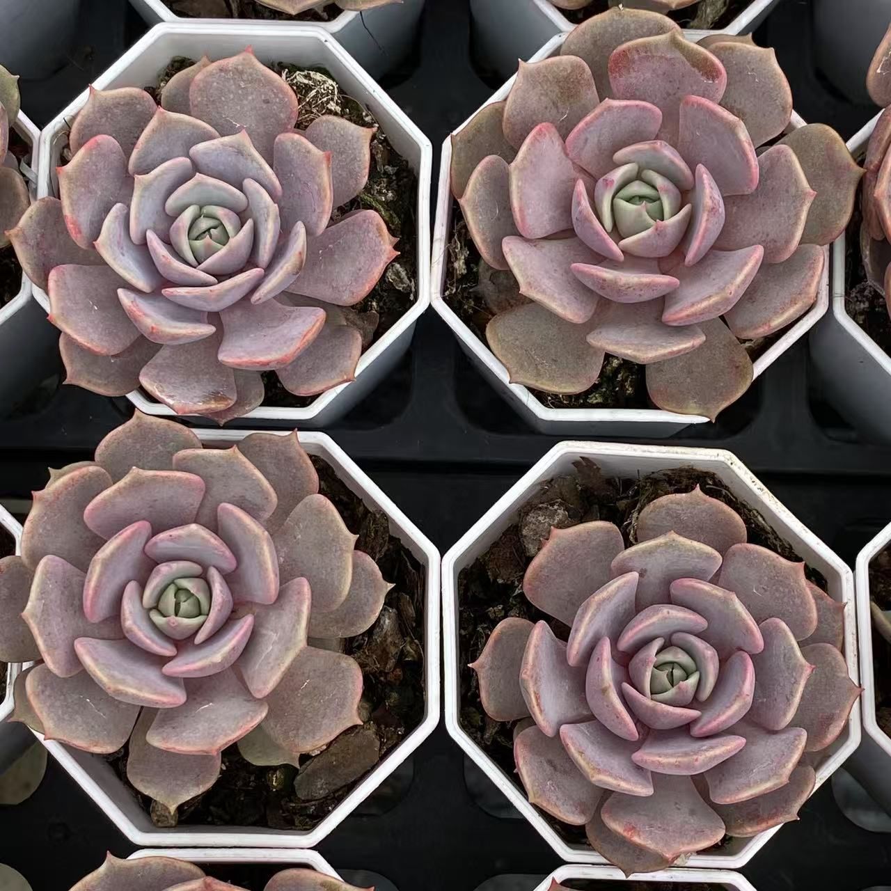 韓国ミニ苗50個セット?多肉植物 エケベリア セット 寄せ植えに!! 多肉