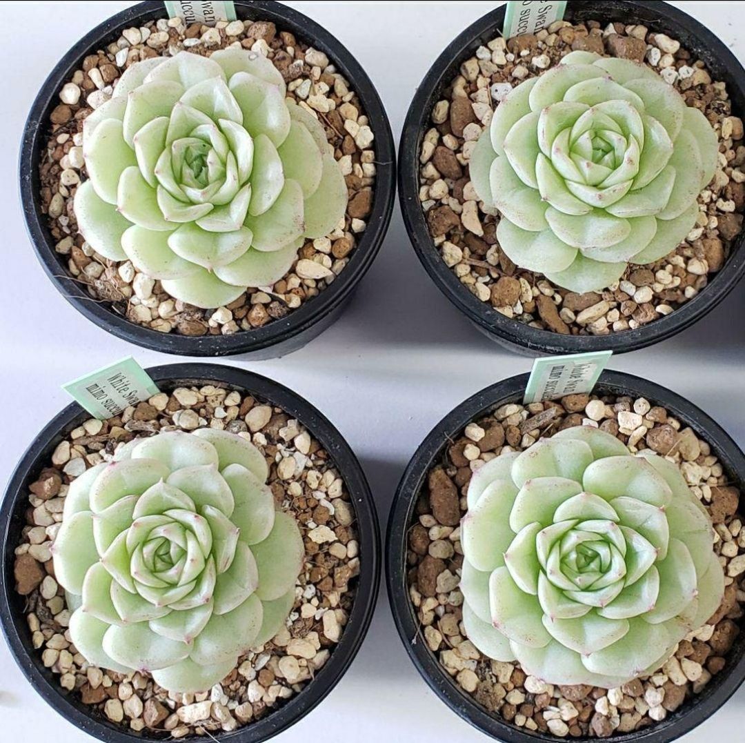 多肉植物 新入荷 White Swan ホワイトスワン